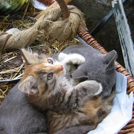 Peterbartl-hof Apartmán Immenreuth